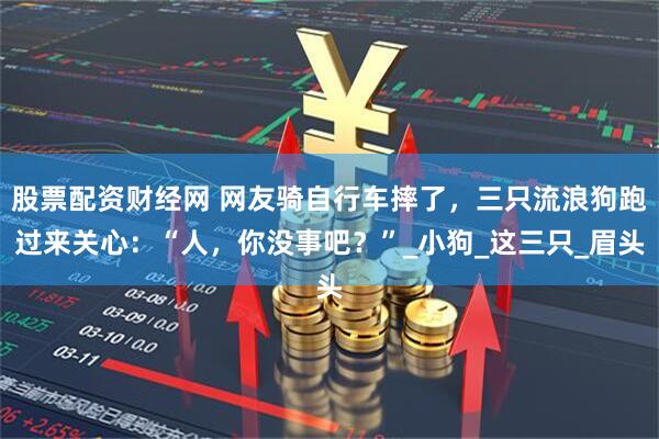 股票配资财经网 网友骑自行车摔了，三只流浪狗跑过来关心：“人，你没事吧？”_小狗_这三只_眉头