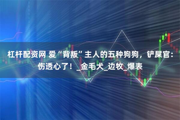 杠杆配资网 爱“背叛”主人的五种狗狗，铲屎官：伤透心了！_金毛犬_边牧_爆表